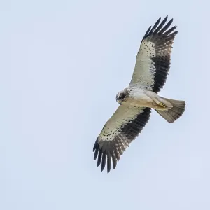White Morph Booted Eagle Print - Desert Landscape Over El Gouna, Egypt