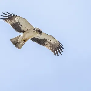 White Morph Booted Eagle Print