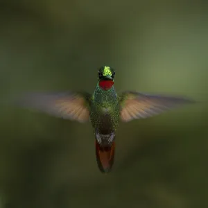 Brazilian Ruby Hummingbird Print Brazilian Ruby Hummingbird Print
