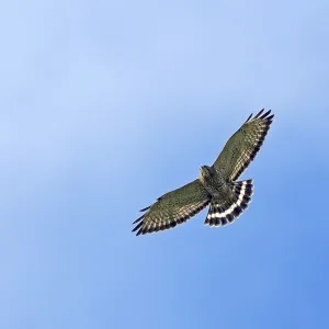 Breedvleugelbuizerd in Flight Print Breedvleugelbuizerd in Flight Print