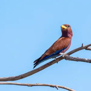 Broad-billed Roller Print: A Perched Bird on a Gambia Branch
