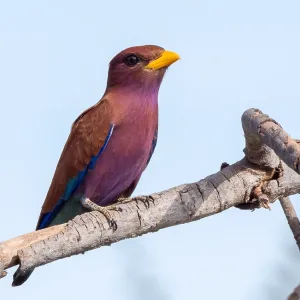 Breitschnabelroller