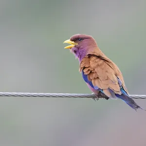 Broad-billed Roller Print, Adult Perched on Wire