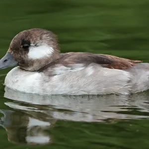 Bufflehead Print, Adult male in eclipse swimming side view Bufflehead Print, Adult male in eclipse swimming side view