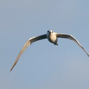 Cabots-Sterntaucher, Sterna acuflavidus Cabots-Sterntaucher, Sterna acuflavidus