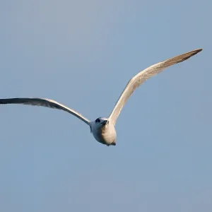 Cabots-Sterntaucher, Sterna acuflavidus Cabots-Sterntaucher, Sterna acuflavidus