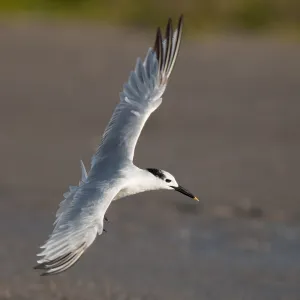 Cabots-Tern, Sterna acuflavidus Cabots-Tern, Sterna acuflavidus