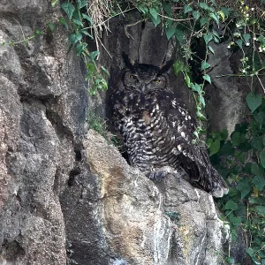 Kapfischgeier, Bubo capensis Kapfischgeier, Bubo capensis
