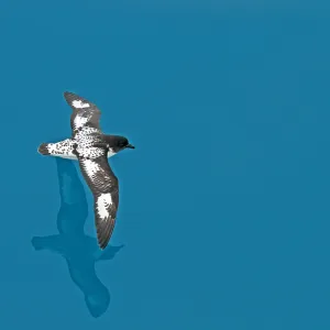 Cape Petrel Print - Seabird in Flight Over Blue Ocean Cape Petrel Print - Seabird in Flight Over Blue Ocean