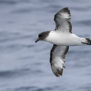 Cape Petrel Print: In-flight over the Sea Cape Petrel Print: In-flight over the Sea
