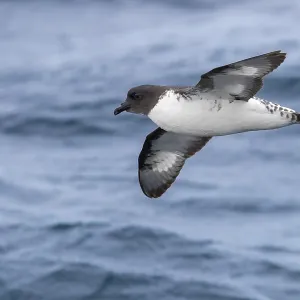 Cape Petrel Print: In-flight Image Cape Petrel Print: In-flight Image