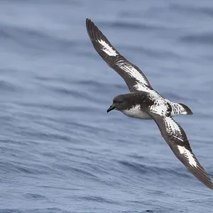 Cape Petrel Print - In-flight over the Sea Cape Petrel Print - In-flight over the Sea