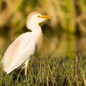 Western Cattle Egret Print Western Cattle Egret Print