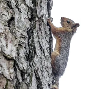 Kaukasische Eichhörnchen, Sciurus anomalus Kaukasische Eichhörnchen, Sciurus anomalus