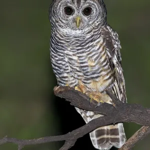 Chaco-Uhu, Strix chacoensis Chaco-Uhu, Strix chacoensis