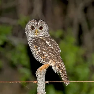 Chaco-Uhu, Strix chacoensis Chaco-Uhu, Strix chacoensis
