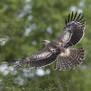 Wechselhäher, Nisaetus cirrhatus Wechselhäher, Nisaetus cirrhatus