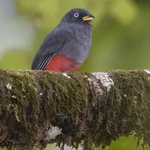 Choco Trogon Print: Female at Anchicaya, Colombia Choco Trogon Print: Female at Anchicaya, Colombia