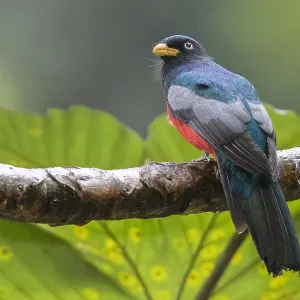 Print of a Male Choco Trogon (Trogon comptus) at Agami Print of a Male Choco Trogon (Trogon comptus) at Agami