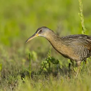 Klapperschläfer, Rallus crepitans Klapperschläfer, Rallus crepitans