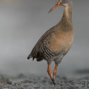 Klapperschwanhuhn, Rallus crepitans Klapperschwanhuhn, Rallus crepitans