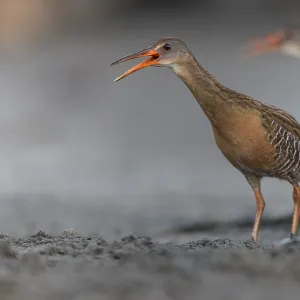 Klapperschwan, Rallus crepitans Klapperschwan, Rallus crepitans