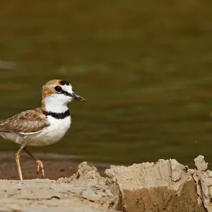 Kragenstrandläufer, Charadrius collaris Kragenstrandläufer, Charadrius collaris