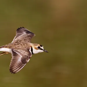 Kragenstrandläufer, Charadrius collaris Kragenstrandläufer, Charadrius collaris