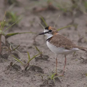 Kragenstrandläufer, Charadrius collaris Kragenstrandläufer, Charadrius collaris