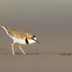 Kragenstrandläufer, Charadrius collaris Kragenstrandläufer, Charadrius collaris