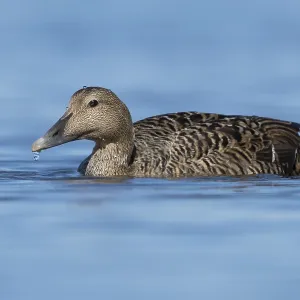 Common Eider Print: Adult Female Swimming Common Eider Print: Adult Female Swimming