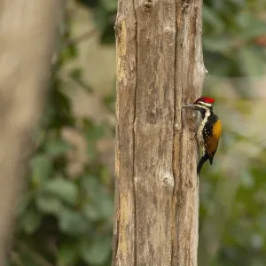 Common Flameback, Dinopium javanense Common Flameback, Dinopium javanense