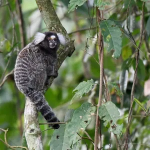 Marmoset à queue commune, Callithrix jacchus.