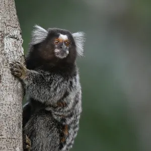 Marmoset à queue commune, Callithrix jacchus.