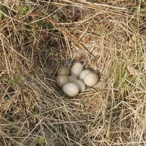 Februar Drucke: 3. Februar 2021