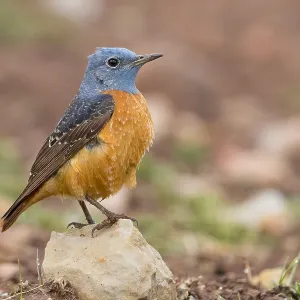 Common Rock Thrush Print - Adult Male Monticola saxatilis on Stone Common Rock Thrush Print - Adult Male Monticola saxatilis on Stone