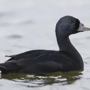 Common Scoter Print: Adult Male Swimming in a Lake Common Scoter Print: Adult Male Swimming in a Lake