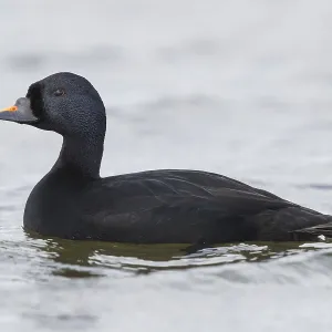 Common Scoter Print - Adult Male Swimming in a Lake Common Scoter Print - Adult Male Swimming in a Lake
