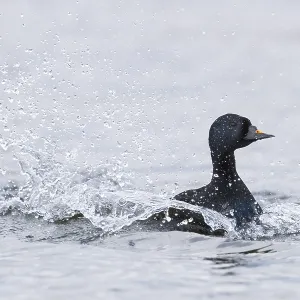 Common Scoter Print: Adult Male Swimming in a Lake Common Scoter Print: Adult Male Swimming in a Lake