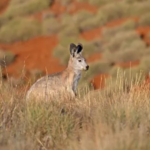 Common Wallaroo Print (Macropus robustus) Common Wallaroo Print (Macropus robustus)