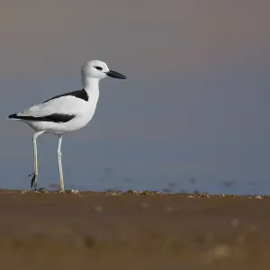 Crab-plover Crab-plover