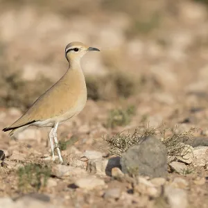 Cream-colored Courser Print - Adult Standing in Morocco Cream-colored Courser Print - Adult Standing in Morocco