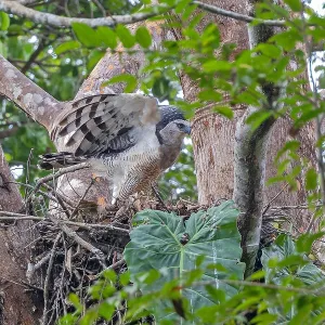 Kronenadler, Morphnus guianensis Kronenadler, Morphnus guianensis