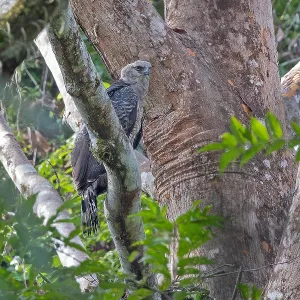 Kronenadler, Morphnus guianensis Kronenadler, Morphnus guianensis