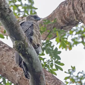Kronenadler, Morphnus guianensis Kronenadler, Morphnus guianensis