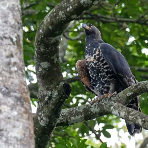 Crowned Eagle Print, Adult Stephanoaetus coronatus in Uganda Crowned Eagle Print, Adult Stephanoaetus coronatus in Uganda
