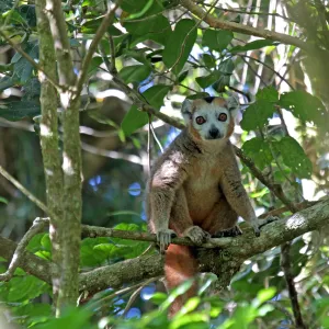 Print of Crowned lemur in Madagascar's dry deciduous forest canopy Print of Crowned lemur in Madagascar's dry deciduous forest canopy