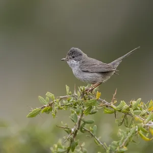 Zypern-Sänger, Curruca melanothorax Zypern-Sänger, Curruca melanothorax