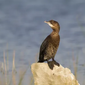Dwergaalscholver, Pygmy Cormorant, Microcarbo pygmaeus