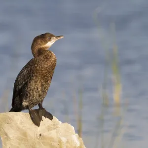 Dwergaalscholver, Pygmiensturmvogel, Microcarbo pygmaeus